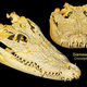 Illustration for article titled See The Most Detailed Images Ever Taken Of A Crocodiles Insides